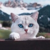 _猫师傅