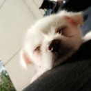 锐
