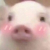 猫摄