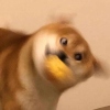 柏原崇树