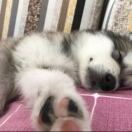 旋律带动节奏、