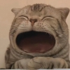 哈尼
