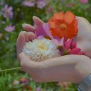 柏｜川｜湫｜楛