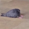 于白