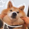 沉江月