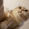 小黄可乐