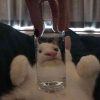 大白兔奶豆Jung