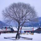 缤果