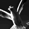 love_peace
