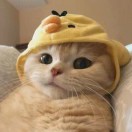 给你一束