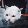 宋宋宋宋宋大人