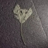 Vorsta