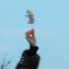 是晓红