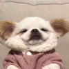小姚系眠羊