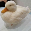 汤轩轩