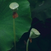 夏荷