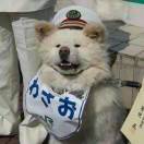 牧阳犬