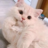 猫g不是猫