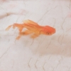 山丁君