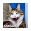 忽B裂