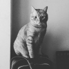 独行的猫