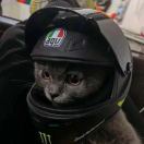 戴头盔的猫