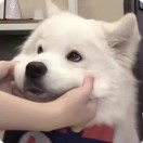 GUAIKAYAW