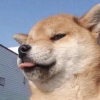 赫林