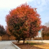 yeweifeng