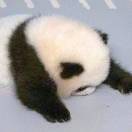 萝卜头
