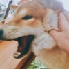 向神明許愿