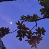 一颗菜籽