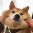 Crush