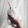 Charlottezi