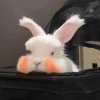 紫月十五