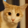 老馬Milk