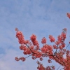林夕CC