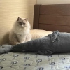 阿达