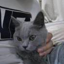 蓝猫警长_