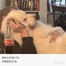 大橘为重