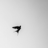 张1081