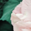 -曰野-