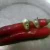 你看你硕大的屁股上沾了坨猪屎