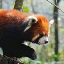 糯糯小能peurpeur版