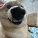 阿多比
