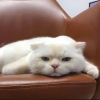 李OYE
