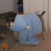 o快乐小王