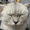 李大李