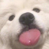 T先生Tom