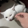 蒸八一